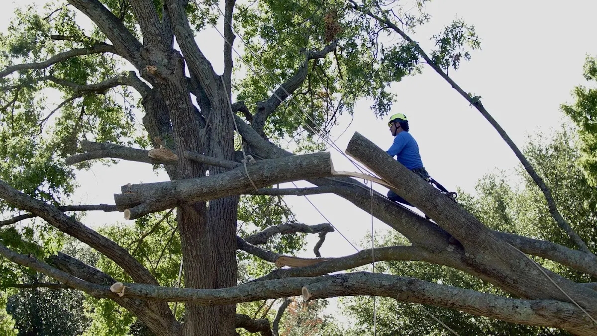 Professional Hazardous Tree Removal performed by certified arborists in Chapel Hill