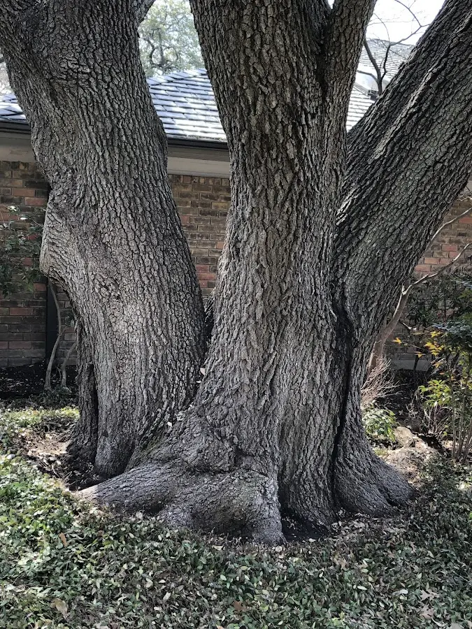 Mature heritage tree close to a Chapel Hill property cared for by certified arborists